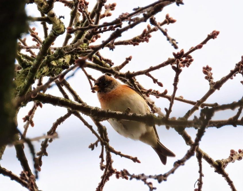 Brambling, Abinger Bottom (L Bugby).