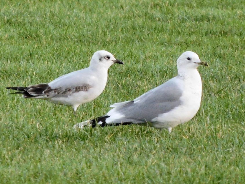 Mediterranean Gull (left), Wandsworth Common (N Rutter).