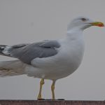 Yellow-legged Gull, Kingston upon Thames (R Inns).