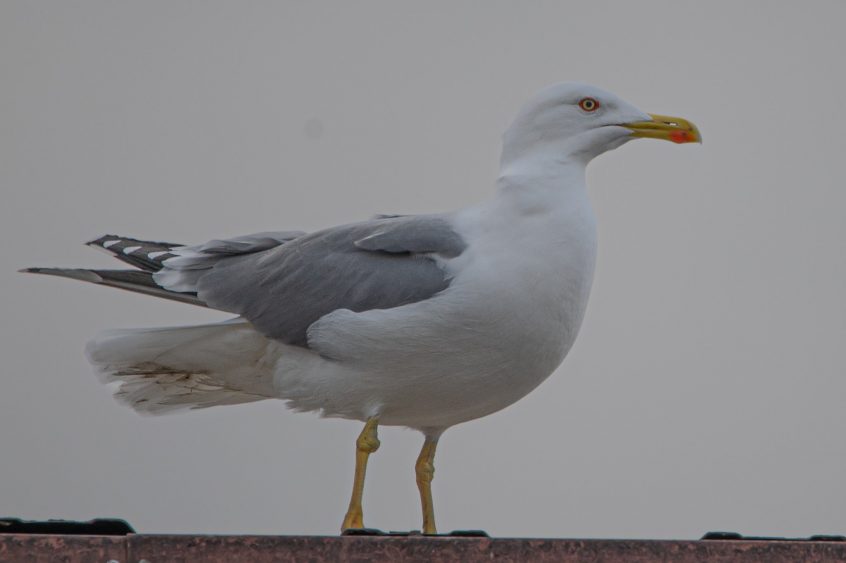 Yellow-legged Gull, Kingston upon Thames (R Inns).