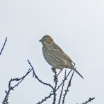 Corn Bunting, Shackleford (E Stubbs).