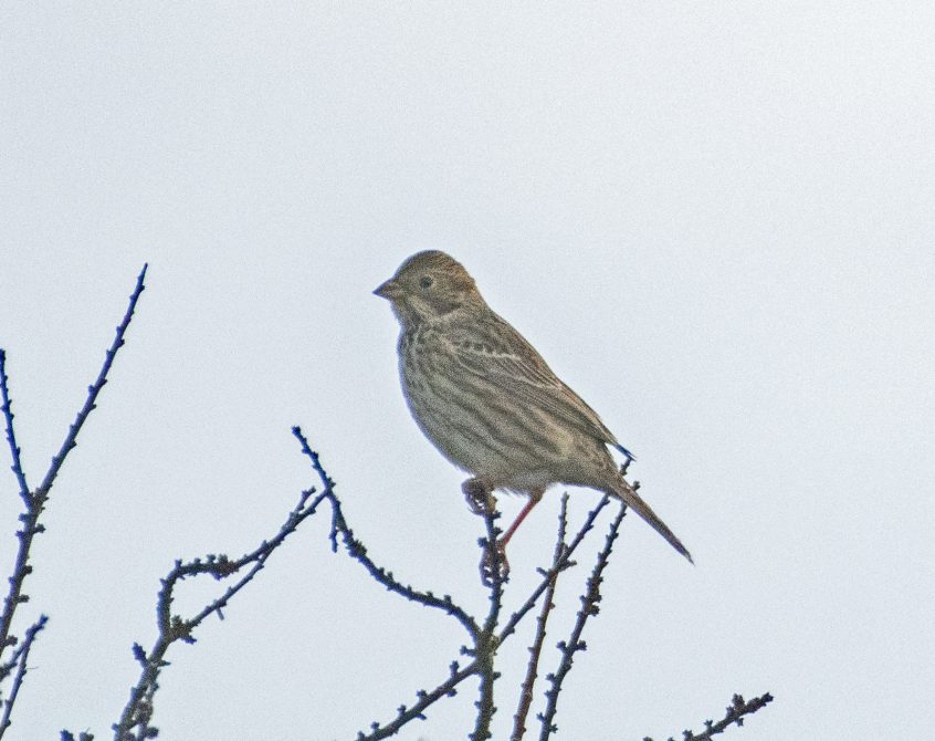 Corn Bunting, Shackleford (E Stubbs).