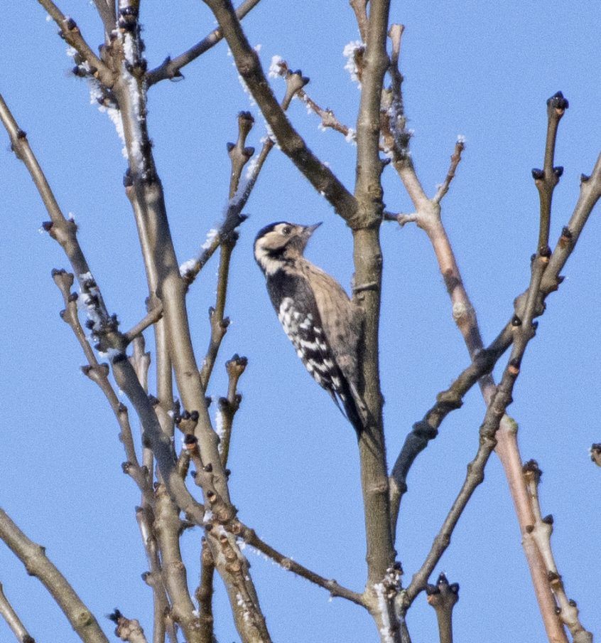 Lesser Spotted Woodpecker, Eashing Fields (E Stubbs).