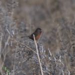 Dartford Warbler, Papercourt Water Meadows (E Sames).