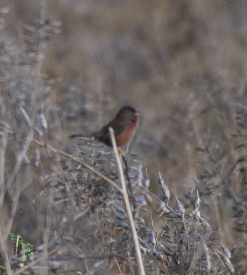 Dartford Warbler, Papercourt Water Meadows (E Sames).