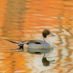 Pintail, Britten's Pond (M Fincham).