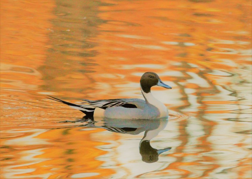 Pintail, Britten's Pond (M Fincham).