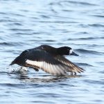 Scaup, Island Barn Reservoir (D Harris).