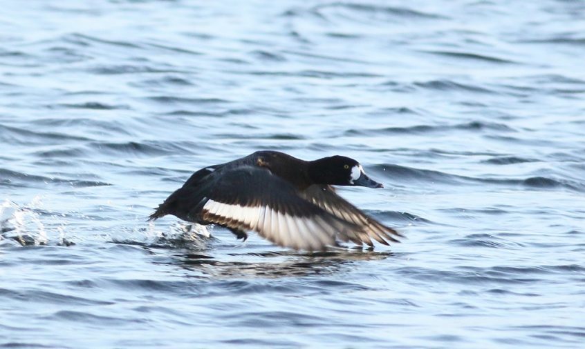 Scaup, Island Barn Reservoir (D Harris).
