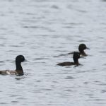 Scaup (left), Island Barn Reservoir (D Harris).