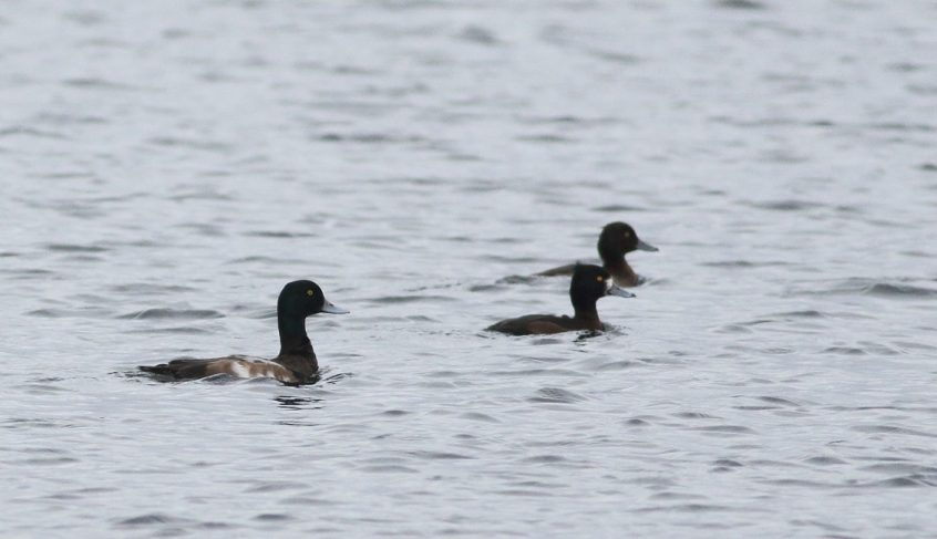 Scaup (left), Island Barn Reservoir (D Harris).