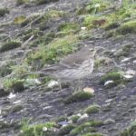 Water Pipit, Beddington Farmlands (D Warren).