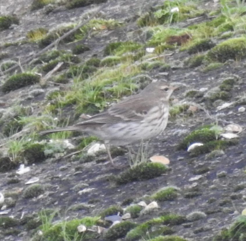Water Pipit, Beddington Farmlands (D Warren).