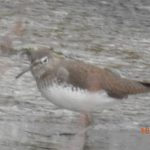 Green Sandpiper, Beddington Farmlands (D Warren).