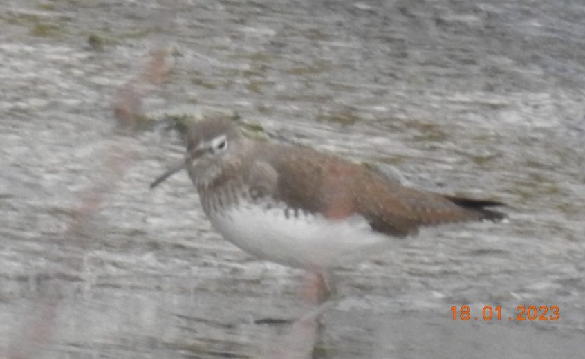 Green Sandpiper, Beddington Farmlands (D Warren).