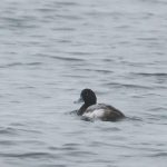 Scaup, Island Barn Reservoir (D Harris).