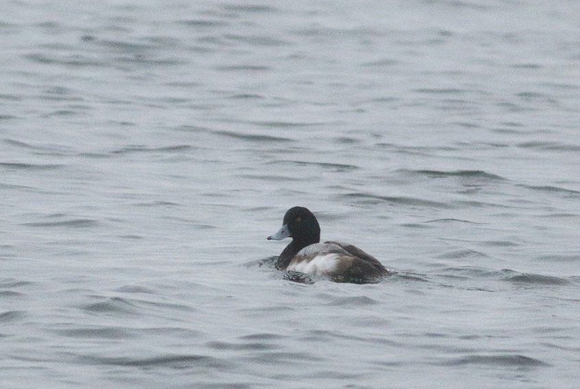 Scaup, Island Barn Reservoir (D Harris).