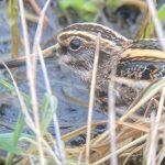 Jack Snipe, Beddington Farmlands (D Bulling).