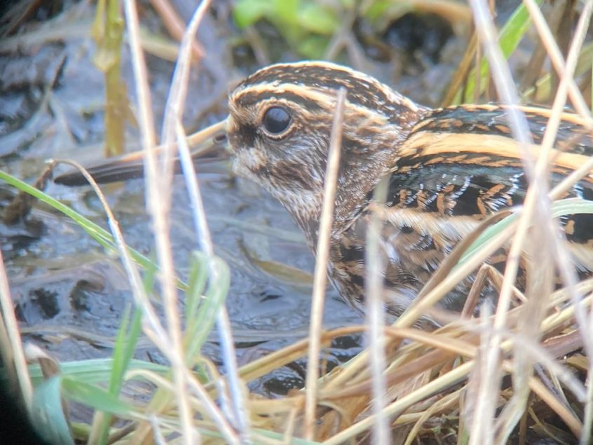 Jack Snipe, Beddington Farmlands (D Bulling).