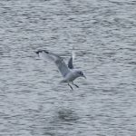 Kittiwake, Holmethorpe SP (G Hay).