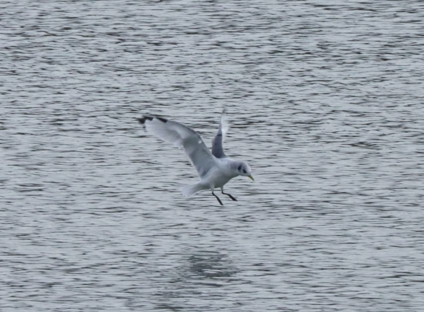 Kittiwake, Holmethorpe SP (G Hay).