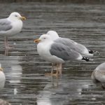 Yellow-legged Gull, Holmethorpe SP (G Hay).