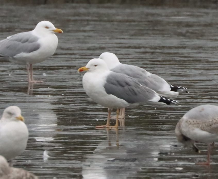 Yellow-legged Gull, Holmethorpe SP (G Hay).