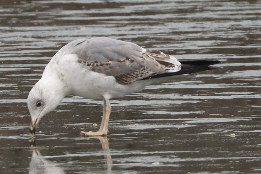 Yellow-legged Gull, Holmethorpe SP (G Hay).