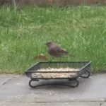 Black Redstart, Woking (C Badenhorst).