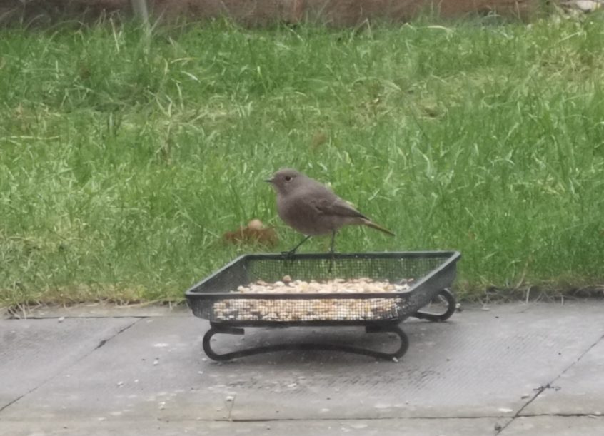 Black Redstart, Woking (C Badenhorst).
