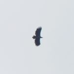 White-tailed Eagle, Fetcham Mill Pond (C Kemp).