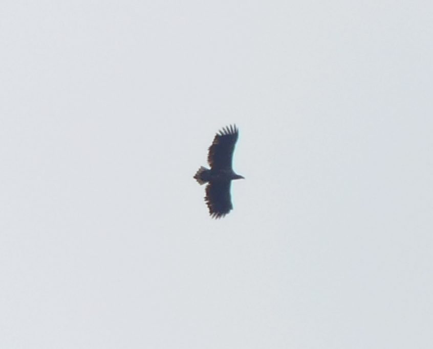 White-tailed Eagle, Fetcham Mill Pond (C Kemp).