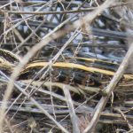 Jack Snipe, Beddington Farmlands (I Jones).
