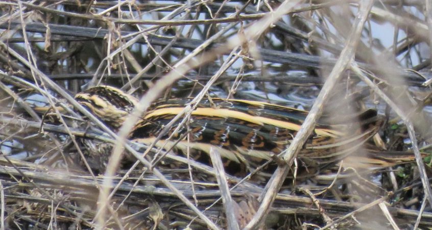 Jack Snipe, Beddington Farmlands (I Jones).