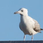 Caspian Gull, Kingston upon Thames (T Inns).