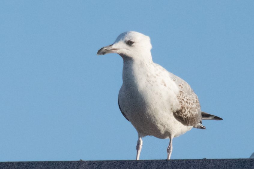 Caspian Gull, Kingston upon Thames (T Inns).