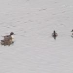 Pintail, Beddington Farmlands (Z Pannifer).