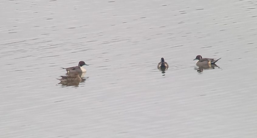 Pintail, Beddington Farmlands (Z Pannifer).