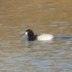 Scaup, Thorpe Park (J Snell).