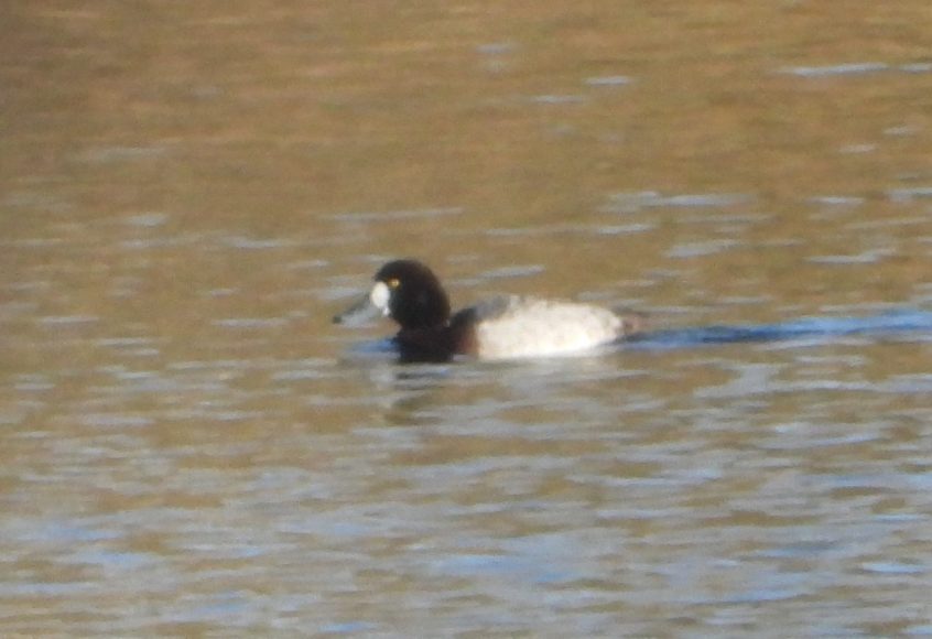 Scaup, Thorpe Park (J Snell).