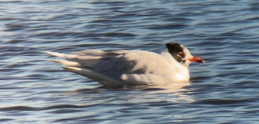 Mediterranean Gull, Beddington Farmlands (D Bulling).