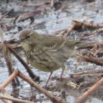 Rock Pipit, Beddington Farmlands (M Kohler).