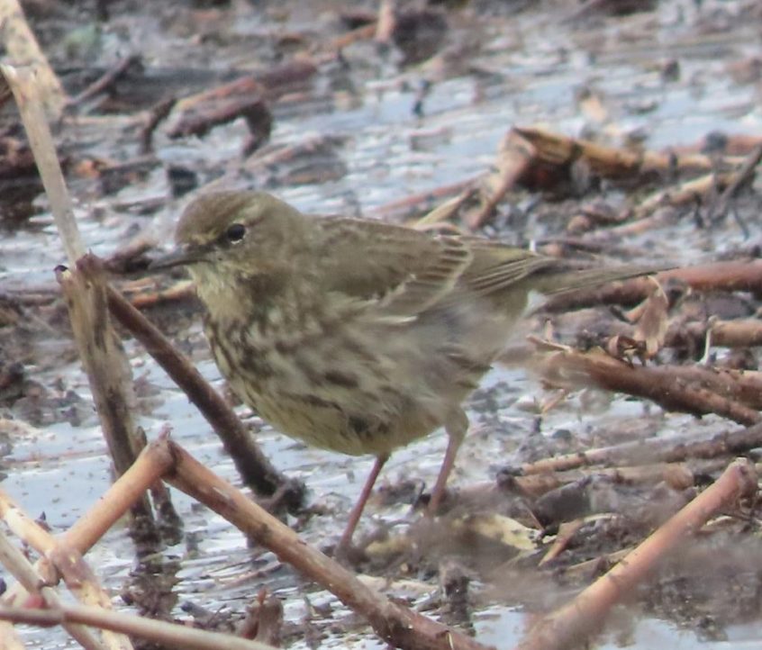 Rock Pipit, Beddington Farmlands (M Kohler).