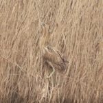 Bittern, Holmethorpe SP (G Hay).