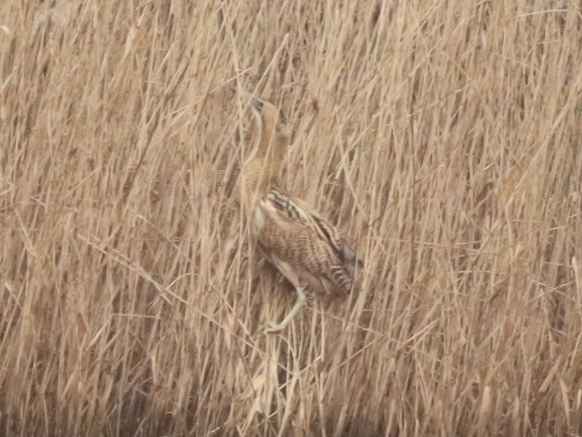 Bittern, Holmethorpe SP (G Hay).