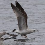 Caspian Gull, Holmethorpe SP (G Hay).