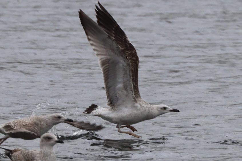 Caspian Gull, Holmethorpe SP (G Hay).