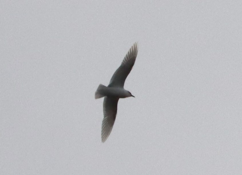 Mediterranean Gull, Holmethorpe SP (G Hay).