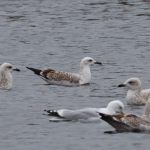 Caspian Gull, Holmethorpe SP (G Hay).