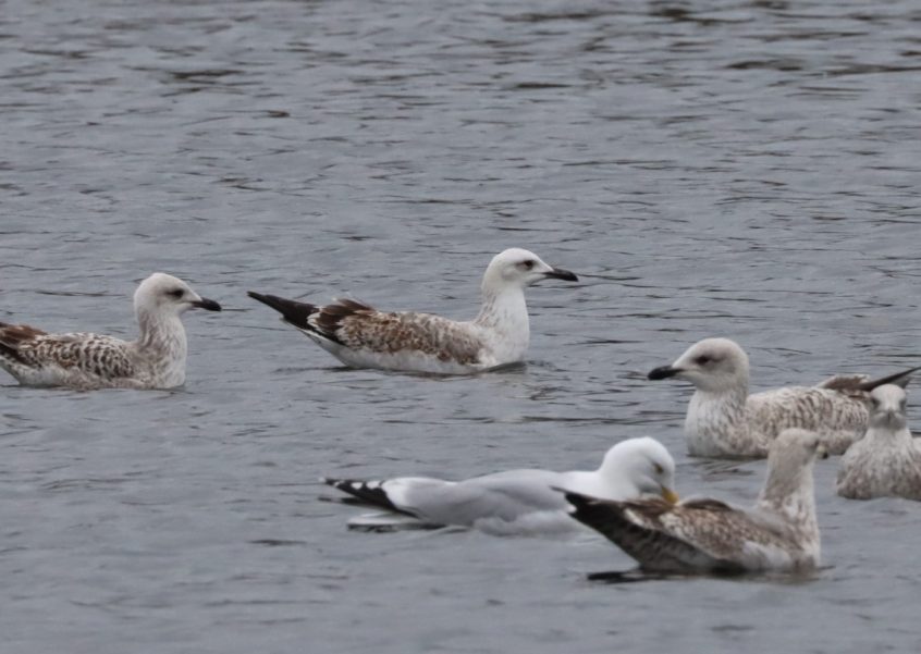 Caspian Gull, Holmethorpe SP (G Hay).